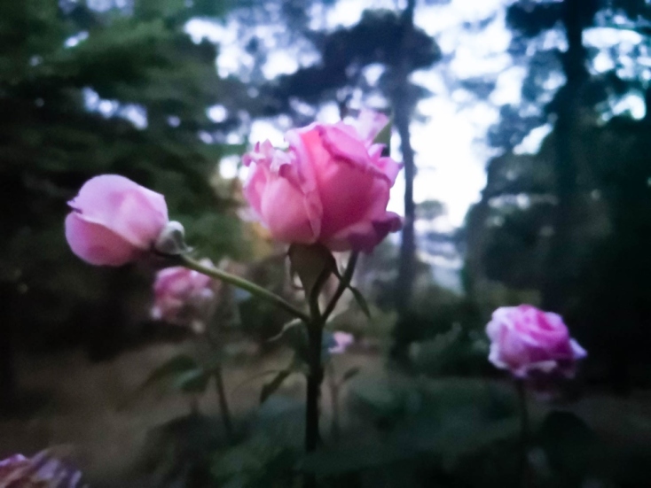 «Κρυφός Κήπος / Secret Garden»: Από τη φωτογραφική έκθεση της Ένης Κούκουλα στην Άνδρο