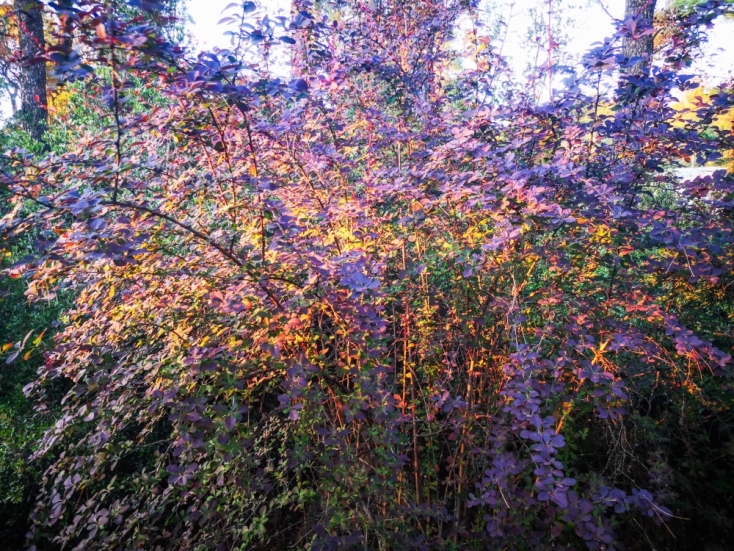 «Κρυφός Κήπος / Secret Garden»: Από τη φωτογραφική έκθεση της Ένης Κούκουλα στην Άνδρο
