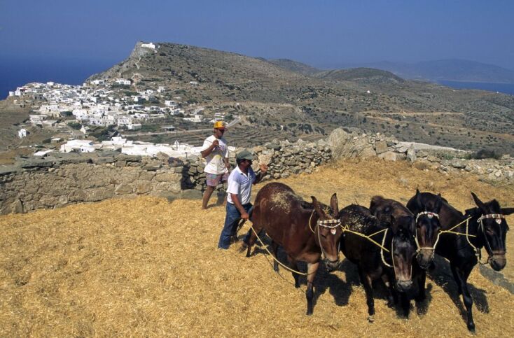 Αλώνισμα σε παραδοσιακό αλώνι με θέα προς το Κάστρο (τη Χώρα της Σικίνου)