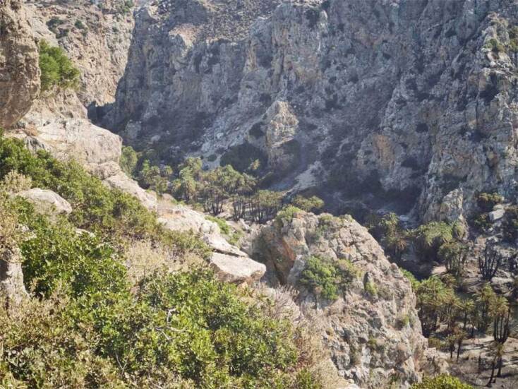 To Φοινικόδασος Πρέβελη μετά την πυρκαγιά στο Ρέθυμνο