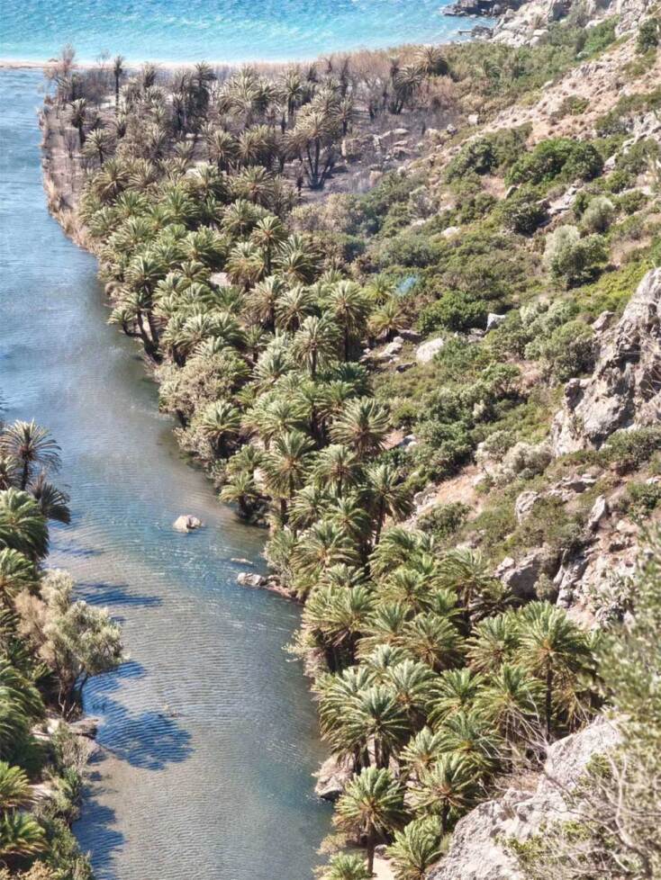 Καμένα δέντρα στο φοινικόδασος Πρέβελη μετά την πυρκαγιά