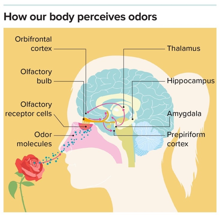 g-body-perceives-odors1
