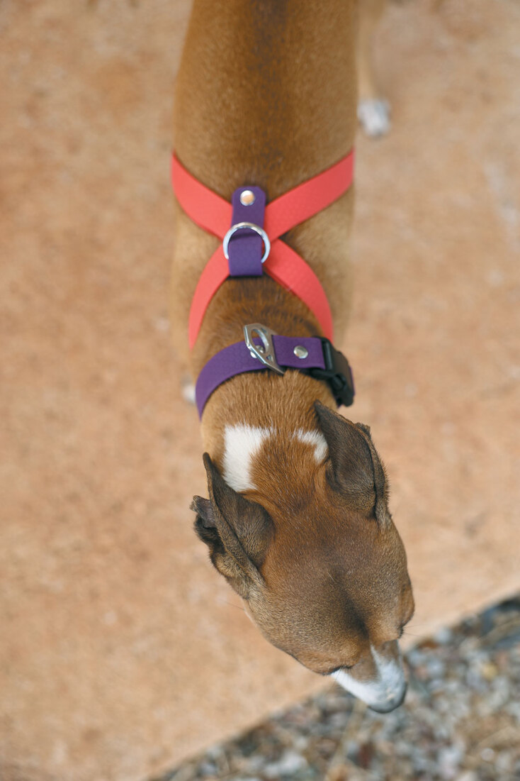 Bailu dog accessory