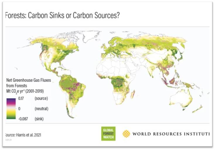 Τα δάση σύμμαχος απέναντι στην κλιματική αλλαγή