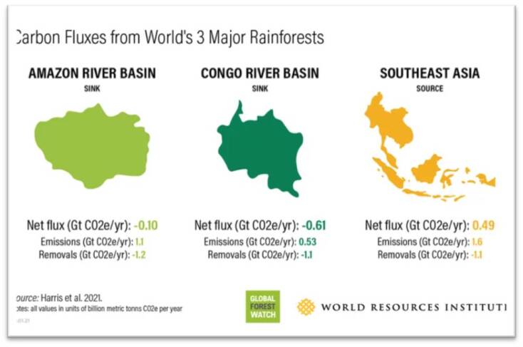 Τα δάση σύμμαχος απέναντι στην κλιματική αλλαγή