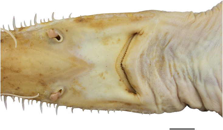 Νέο είδος εξαβράγχιου πριονοκαρχαρία ανακαλύφθηκε στον δυτικό Ινδικό Ωκεανό - Τα επιστημονικά ευρήματα και ο ρόλος των ψαράδων σε Μαδαγασκάρη και Τανζανία. 