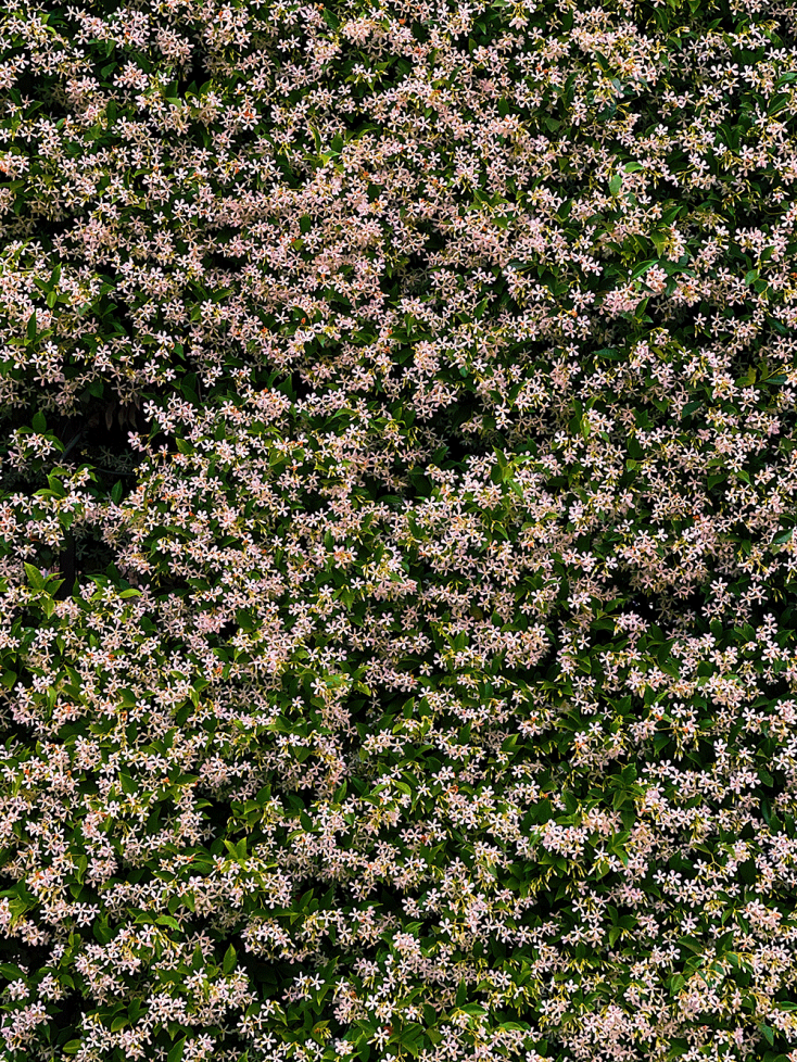 Ρυγχόσπερμο