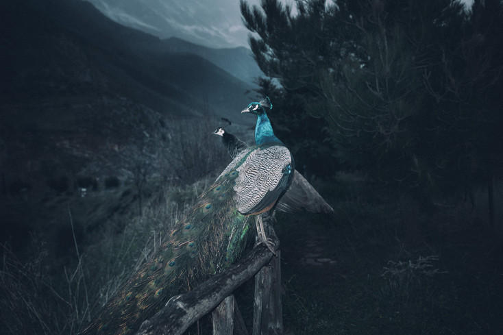 Γιώργος Γιατρομανωλάκης, "The splitting of the chrysalis"