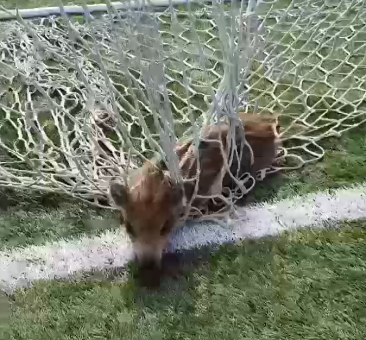 Αγριογούρουνο βρέθηκε στα δίχτυα τέρματος στη Θεσσαλονίκη