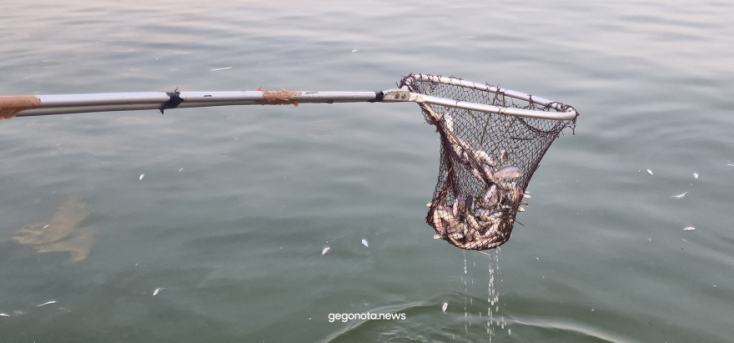 Βόλος: Το λιμάνι της πόλης γέμισε με χιλιάδες νεκρά ψάρια – Αποκρουστικές εικόνες και έντονη δυσοσμία