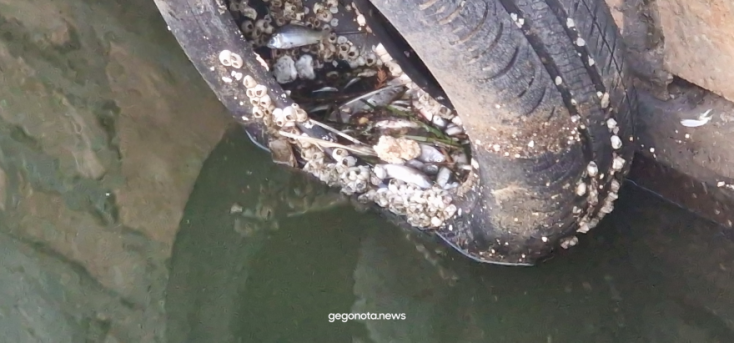 Βόλος: Το λιμάνι της πόλης γέμισε με χιλιάδες νεκρά ψάρια – Αποκρουστικές εικόνες και έντονη δυσοσμία