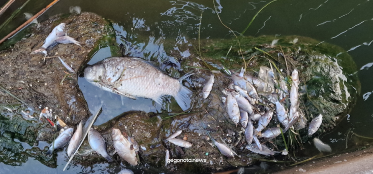 Βόλος: Το λιμάνι της πόλης γέμισε με χιλιάδες νεκρά ψάρια – Αποκρουστικές εικόνες και έντονη δυσοσμία