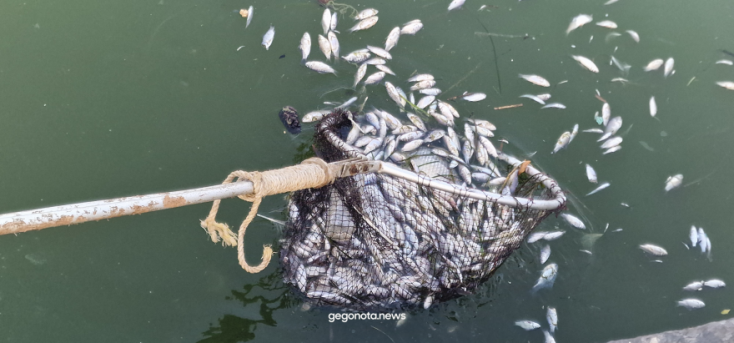 Βόλος: Το λιμάνι της πόλης γέμισε με χιλιάδες νεκρά ψάρια – Αποκρουστικές εικόνες και έντονη δυσοσμία