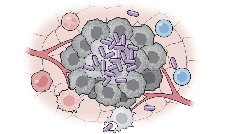 Εμβόλιο με βακτήρια «υπόσχεται» ανοσοθεραπεία για τον καρκίνο - Τα στοιχεία της έρευνας επιστημόνων του Πανεπιστημίου Κολούμπια. 