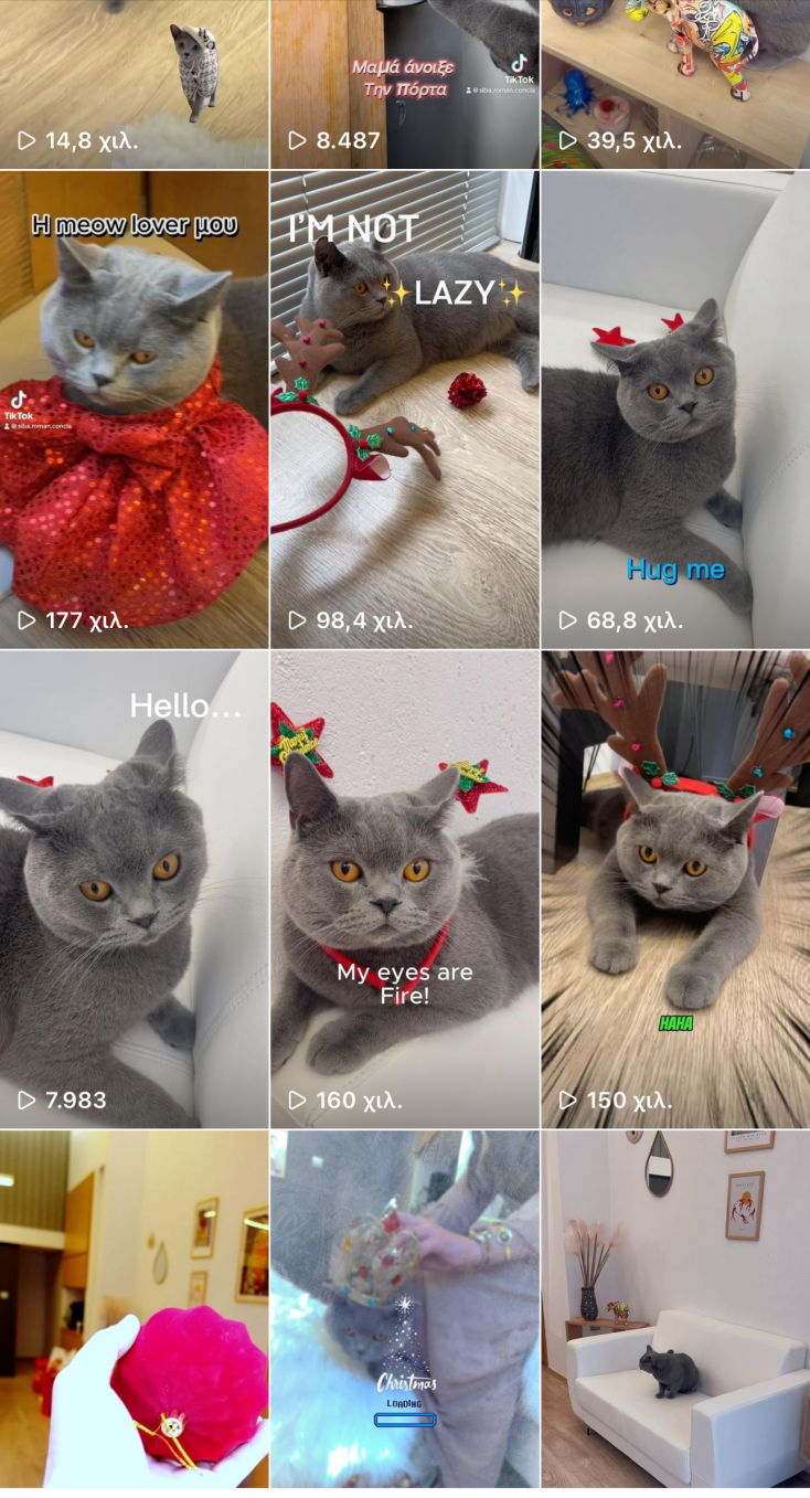 Σίμπα: Ποιος είναι ο πρώτος influencer γάτος στην Ελλάδα - «Σαρώνει» σε Instagram και TikTok