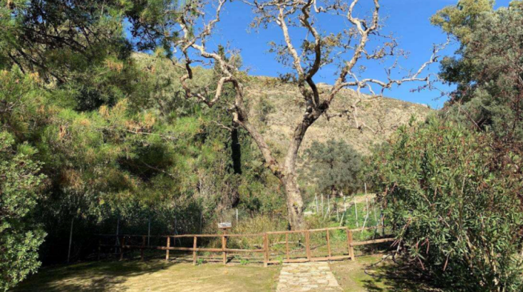 Άποψη του αειθαλούς Πλατάνου