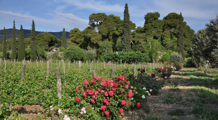 Πού θα κάνεις πικ νικ σε υπέροχο αμπελώνα πολύ κοντά στην Αθήνα;