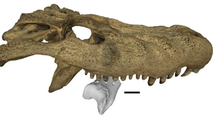 Σημάδια δοντιών δείχνουν ότι ένα «terror bird» σκοτώθηκε από ερπετό πριν από 13 εκατ. χρόνια