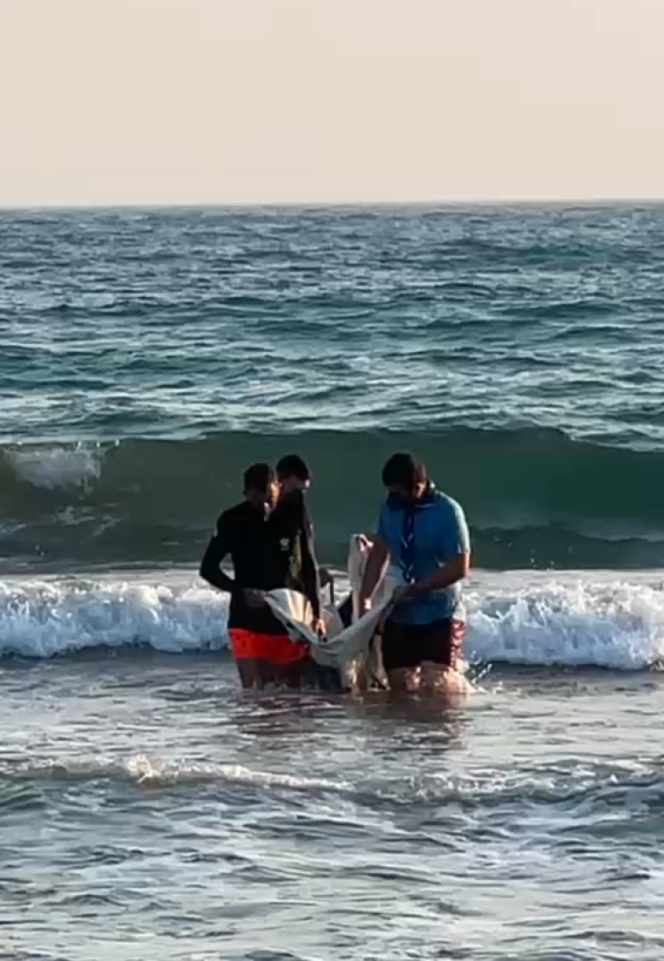 Λέσβος: Επιστήμονες και εθελοντές έδωσαν μάχη για να σωθεί ένα μικρό δελφίνι