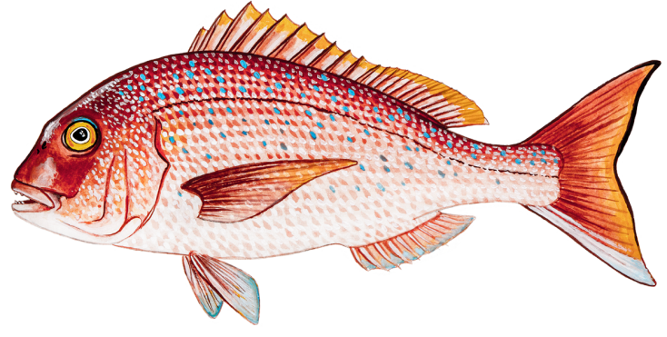 Φαγκρί βραχύπτερο – Pargus major (εισαγόμενο)