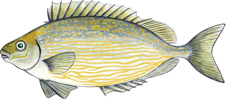 Άσπρος Γερμανός/ Αγριόσαλπα  -  Sigarus rivulatus (ξενικό)