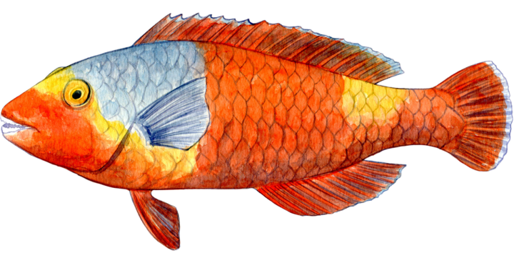 Σκάρος - Sparisoma cretense (μεσογειακό)