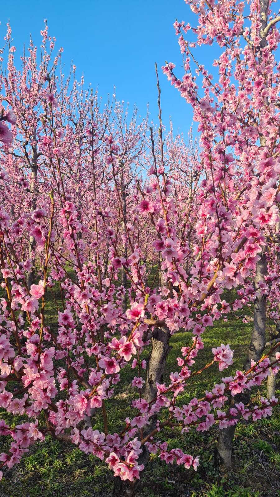 Ροδακινιές Βέροιας