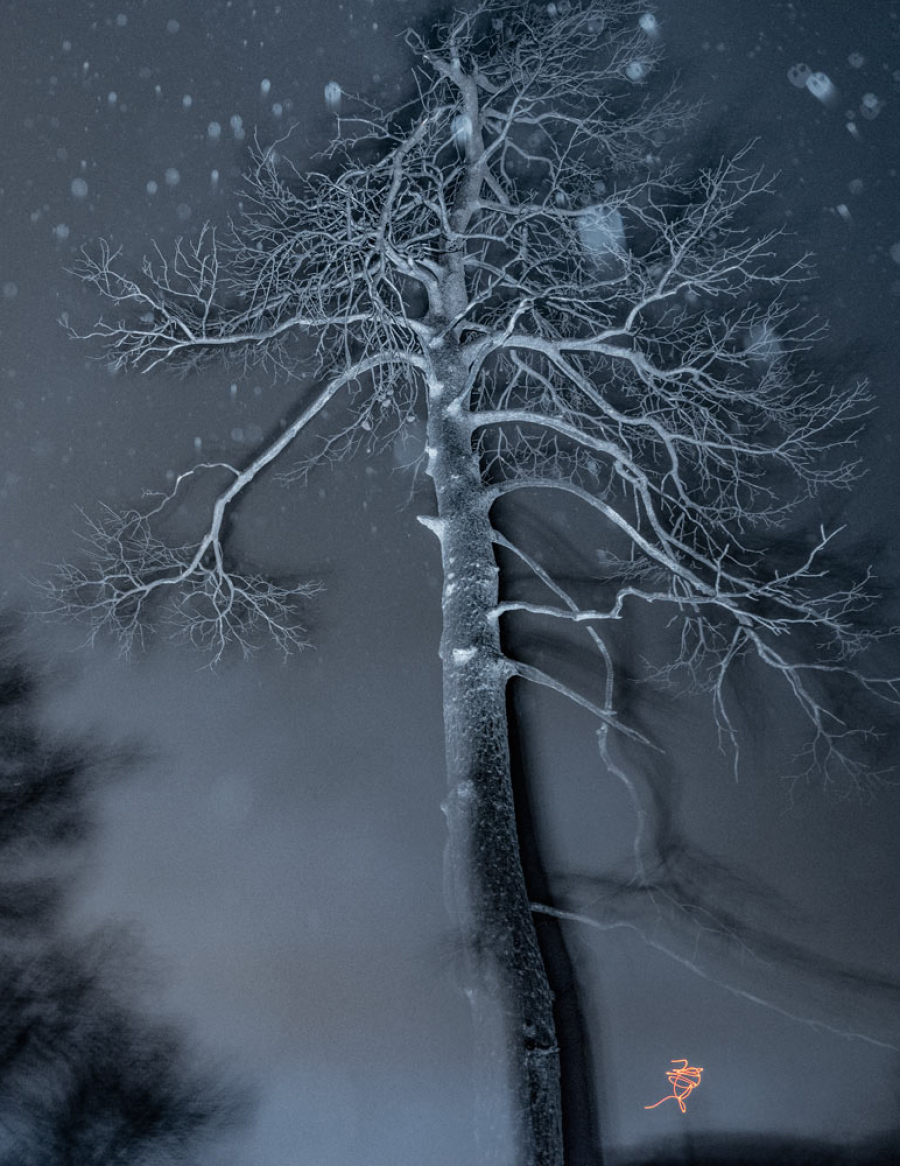 Τάσος Βρεττός, «Το αίνιγμα του δάσους»