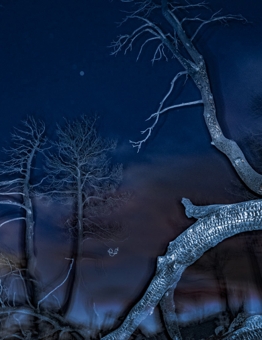 Τάσος Βρεττός, «Το αίνιγμα του δάσους»