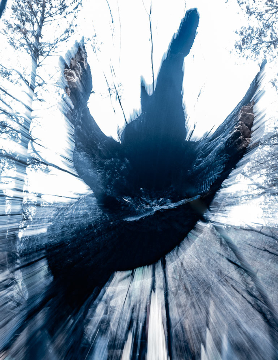 Τάσος Βρεττός, «Το αίνιγμα του δάσους»