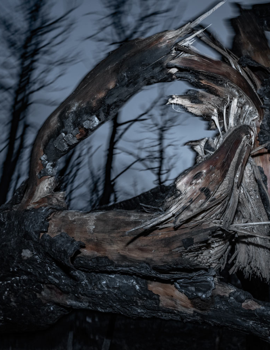Τάσος Βρεττός, «Το αίνιγμα του δάσους»