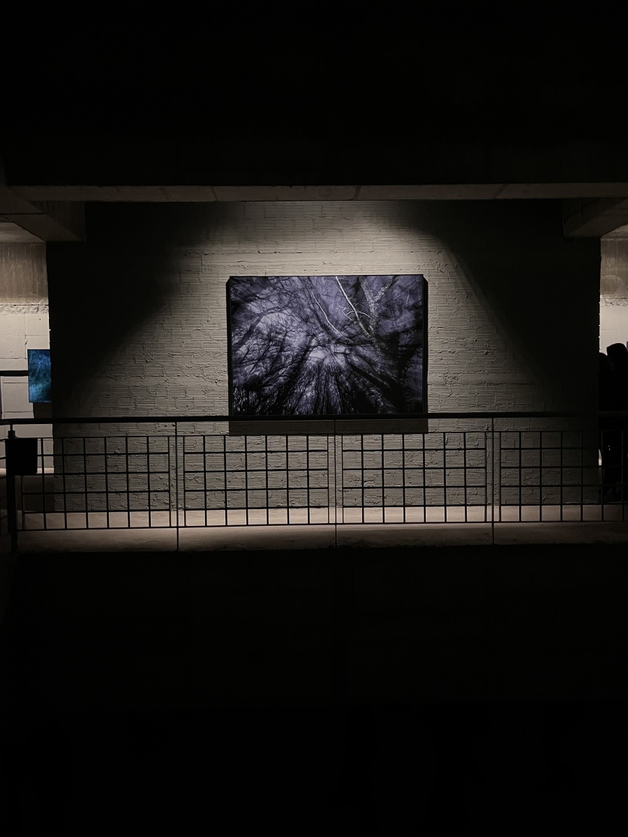 Επίσκεψη στην έκθεση του φωτογράφου Τάσου Βρεττού «Το αίνιγμα του Δάσους» στο κτίριο «Νόμπελ» στο Χαλάνδρι