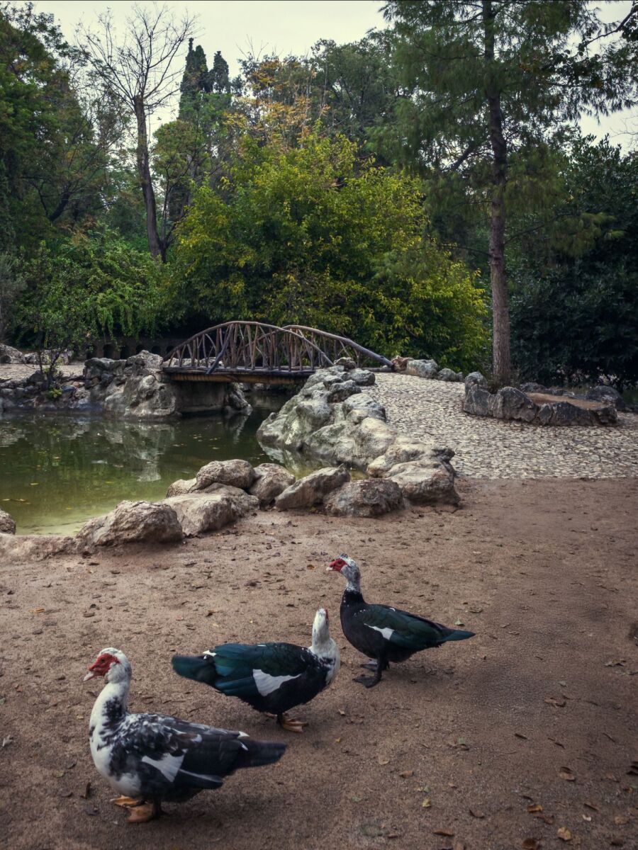 Ο Βασίλης Μακρής φωτογραφίζει τον Εθνικό Κήπο χωρίς ανθρώπους, αναδεικνύοντας τη συνύπαρξη φύσης, ιστορίας και μνήμης.