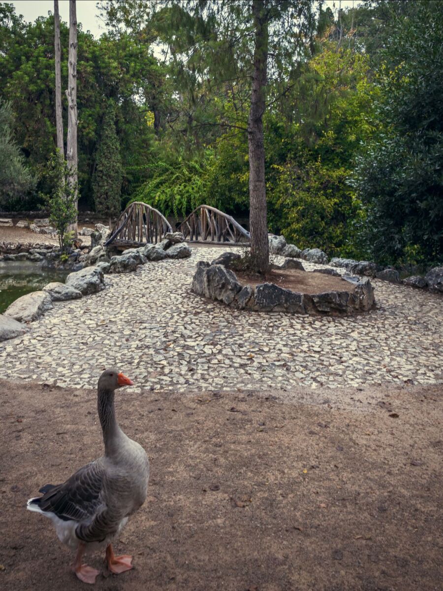 Ο Βασίλης Μακρής φωτογραφίζει τον Εθνικό Κήπο χωρίς ανθρώπους, αναδεικνύοντας τη συνύπαρξη φύσης, ιστορίας και μνήμης.