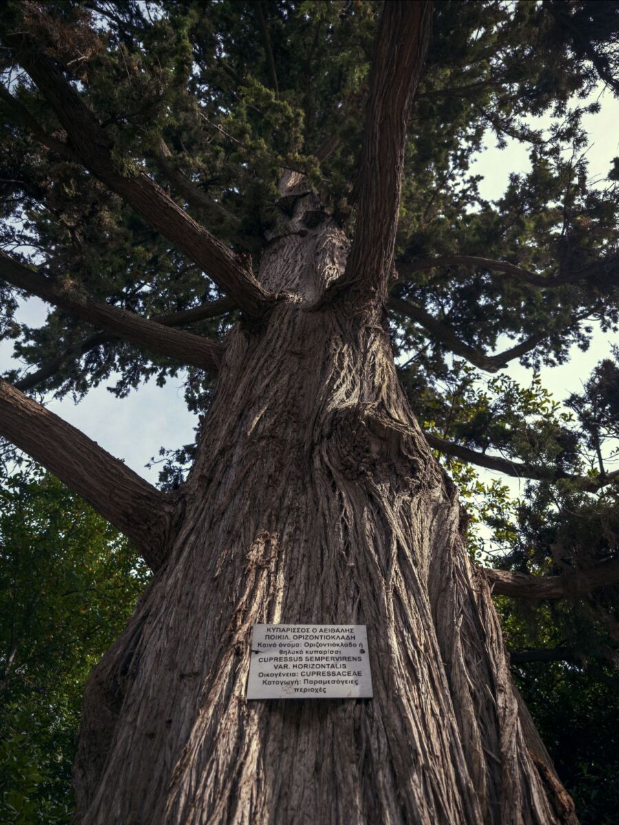 Ο Βασίλης Μακρής φωτογραφίζει τον Εθνικό Κήπο χωρίς ανθρώπους, αναδεικνύοντας τη συνύπαρξη φύσης, ιστορίας και μνήμης.