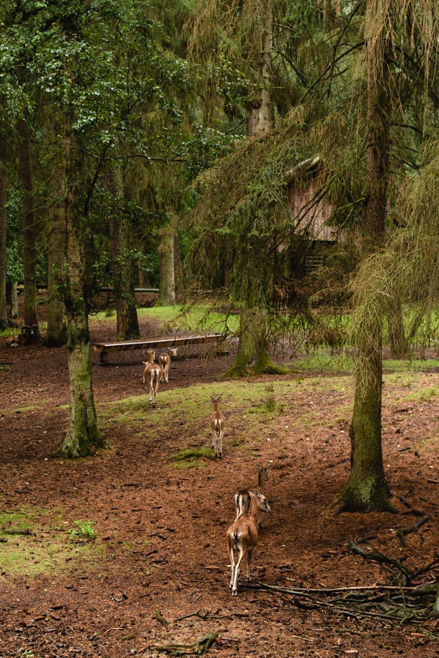 Κορωνοϊός στο Αμβούργο