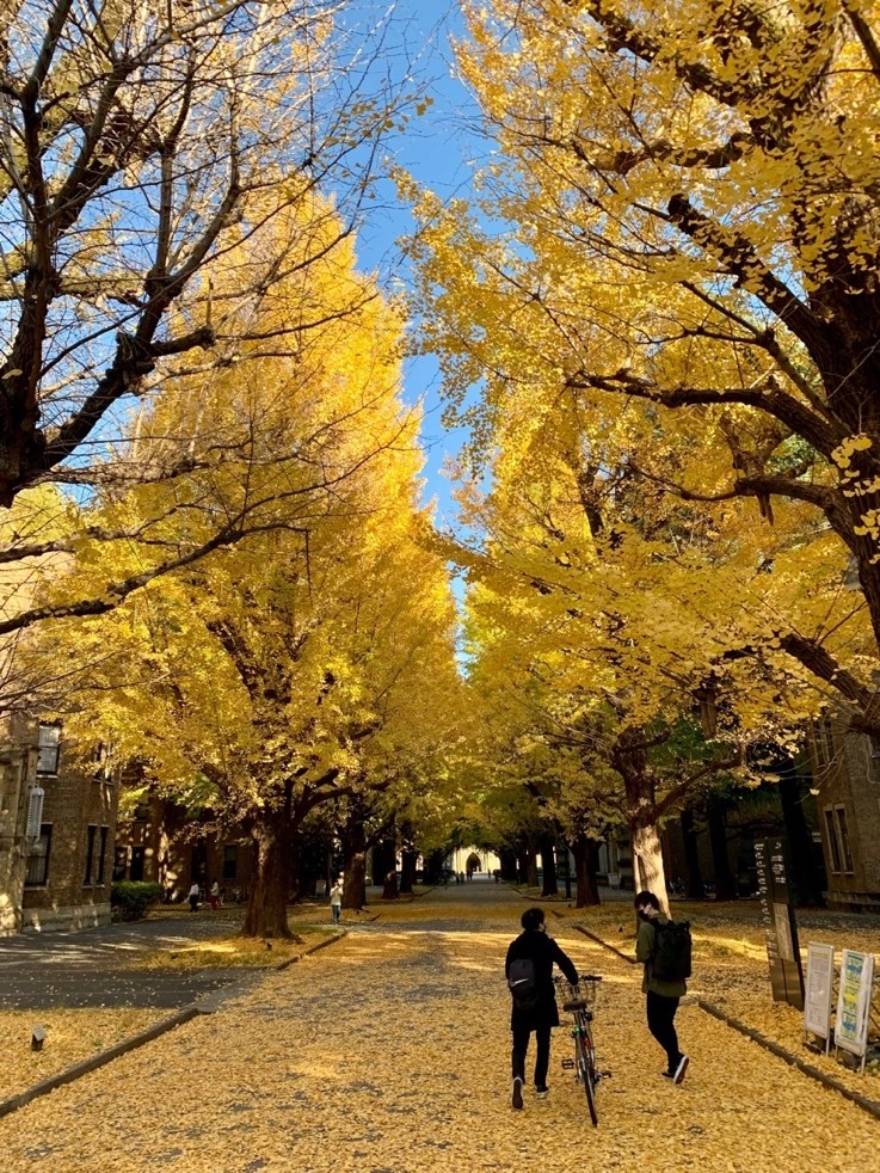 Πανεπιστήμιο του Τόκιο, Φθινόπωρο