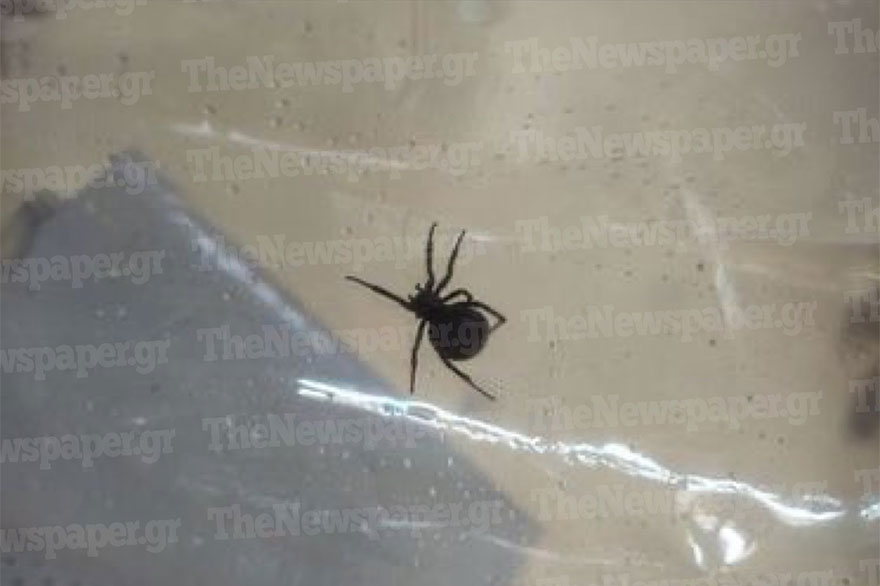 Η αράχνη «μαύρη χήρα» που τσίμπησε τον 4χρονο στο Πήλιο