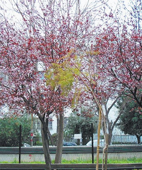  Η λεπτή πράσινη γραμμή...