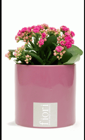 FIORI Ροζ βάζο € 15 Low Budget Δώρα