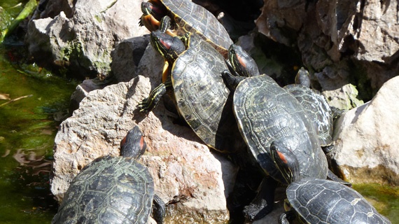 ΚAΛΛΙΜΑΡΜΑΡΟ-ΧΑΡΙΛΑΟΥ ΤΡΙΚΟΥΠΗ