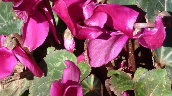 ΚAΛΛΙΜΑΡΜΑΡΟ-ΧΑΡΙΛΑΟΥ ΤΡΙΚΟΥΠΗ