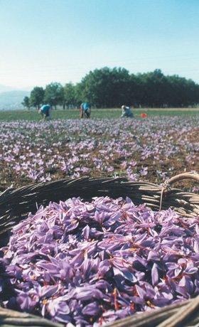 Κρόκος Κοζάνης 