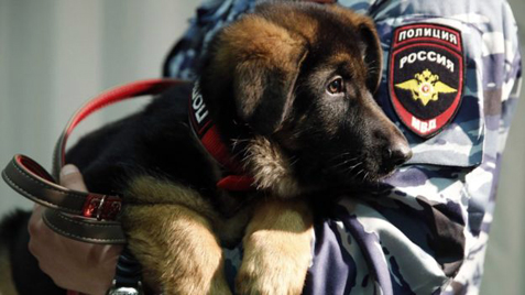 μικρός Ντόμπρινια