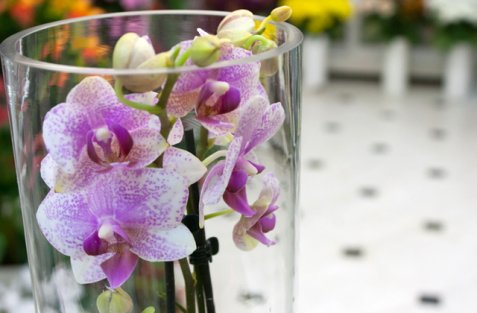 ορχιδέα