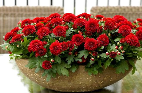 χρυσάνθεμο