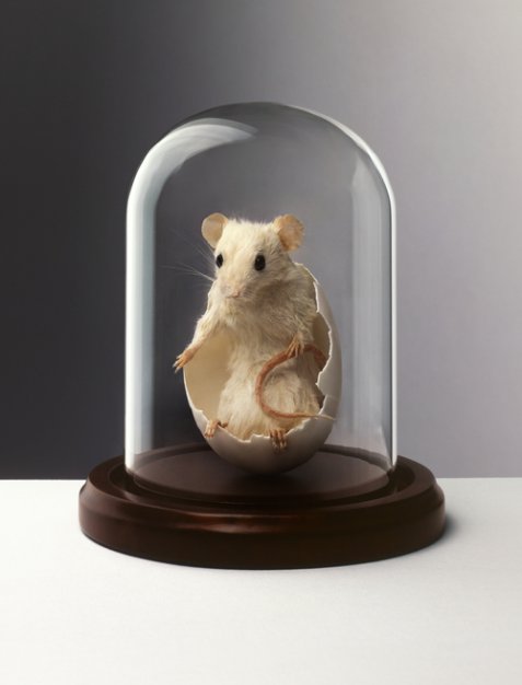 © Nancy Fouts © Nancy Fouts