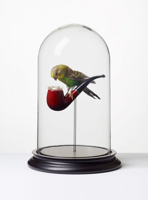 © Nancy Fouts © Nancy Fouts