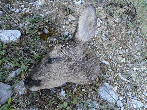 Αποκεφαλίζουν τα ζαρκάδια
