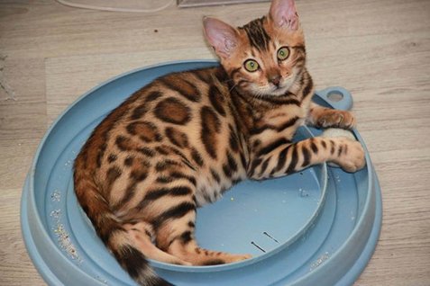  ο γάτος-superstar του internet